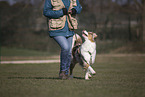 Australian Shepherd at training