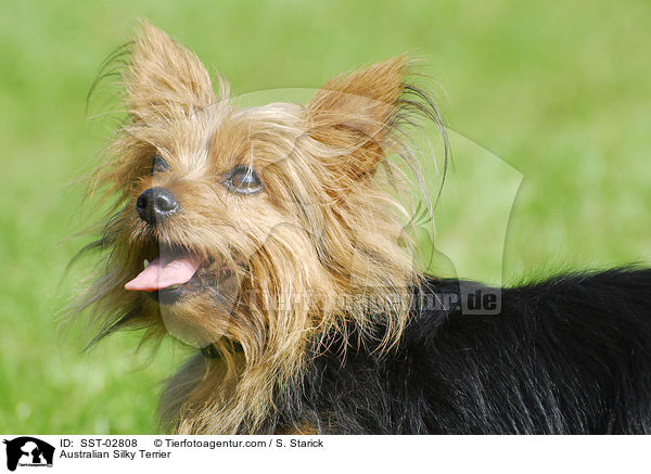 Australian Silky Terrier / SST-02808