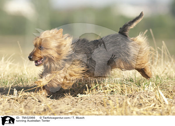 running Australian Terrier / TM-02966