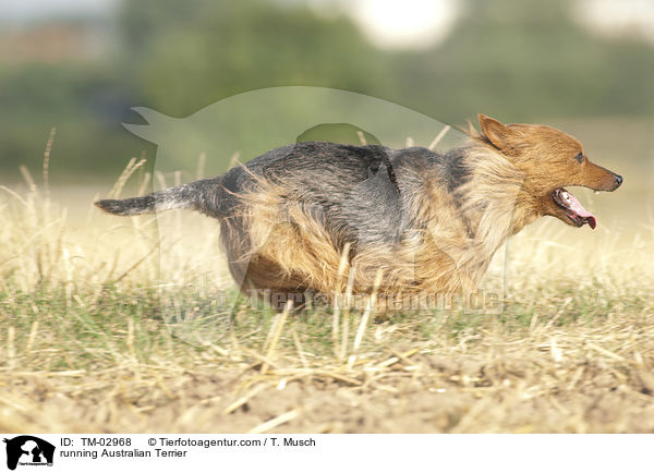 running Australian Terrier / TM-02968