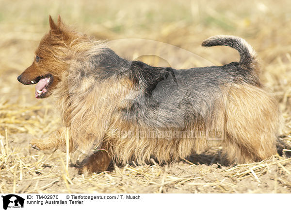 rennender Australian Terrier / running Australian Terrier / TM-02970