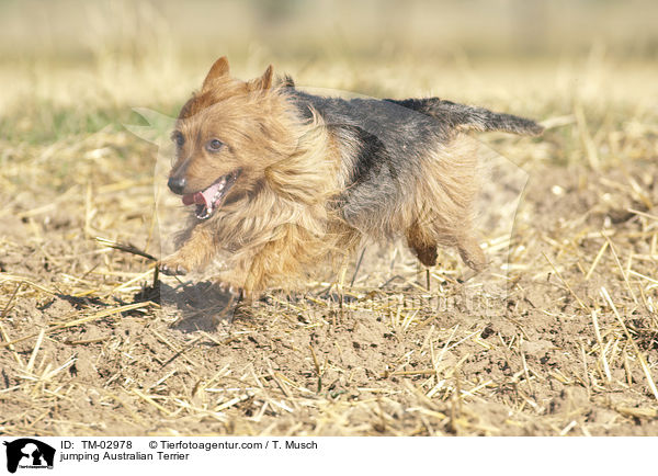 jumping Australian Terrier / TM-02978