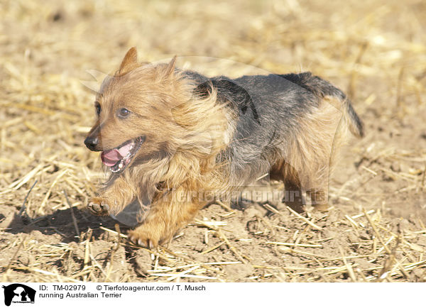 running Australian Terrier / TM-02979