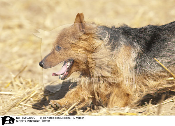 running Australian Terrier / TM-02980