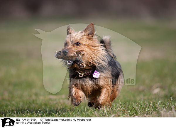 running Australian Terrier / AM-04549