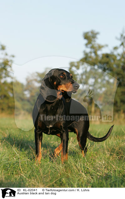 Austrian black and tan dog / KL-02041