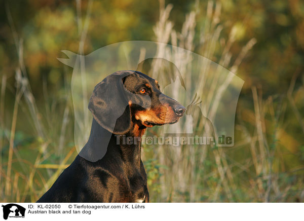 Austrian black and tan dog / KL-02050