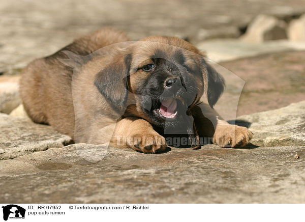 pup eats rumen / RR-07952