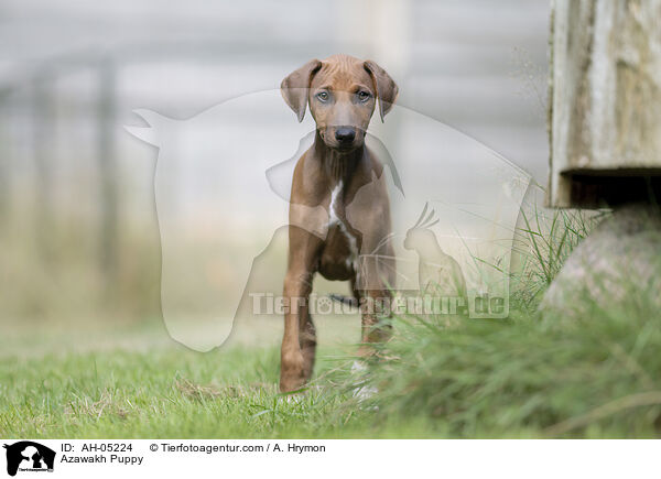 Azawakh Puppy / AH-05224