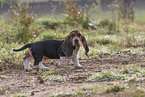 young Basset Hound