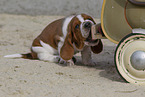 Basset Hound puppy