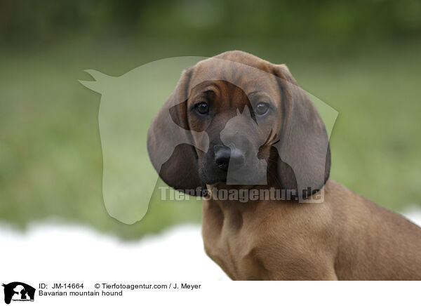 Bavarian mountain hound / JM-14664