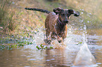 running Bavarian Mountain Dog