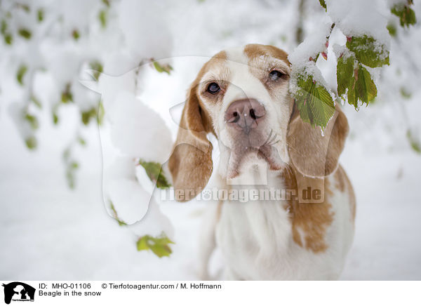 Beagle in the snow / MHO-01106