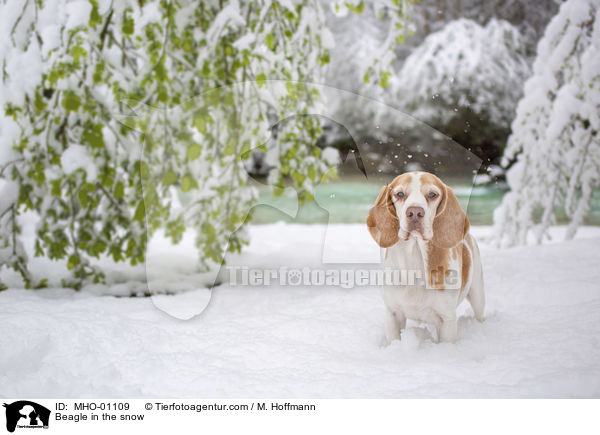 Beagle in the snow / MHO-01109