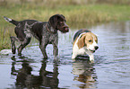 German Wirehaired Pointer with beagle