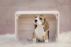 sitting Beagle puppy