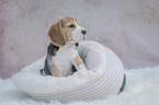 sitting Beagle puppy
