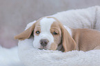 lying Beagle puppy