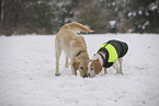Dogs sniff in the snow