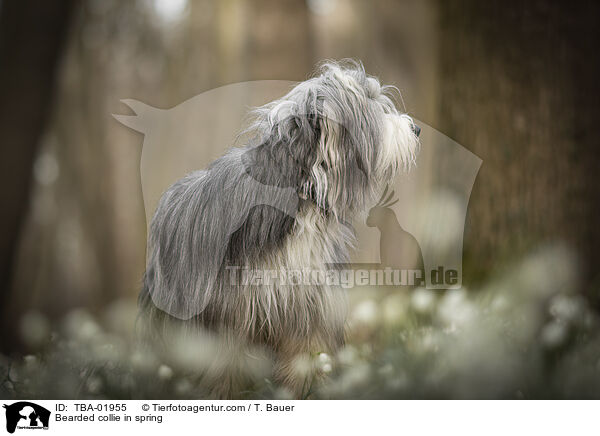 Bearded collie in spring / TBA-01955