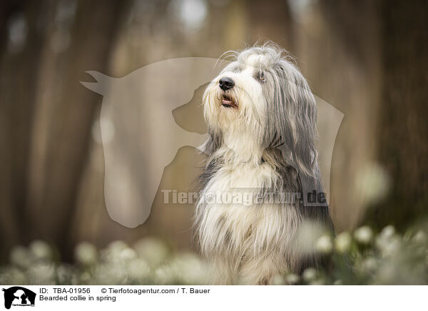 Bearded collie in spring / TBA-01956