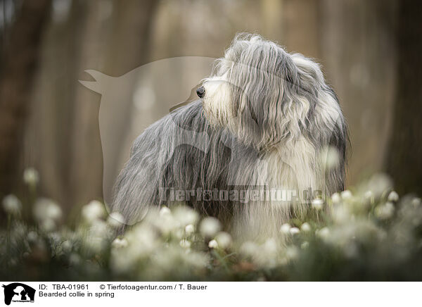 Bearded collie in spring / TBA-01961
