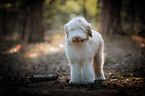 young Bearded Collie