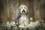Bearded collie in spring