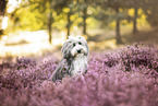 Bearded Collie in summer