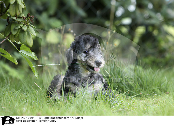 lying Bedlington Terrier Puppy / KL-19301
