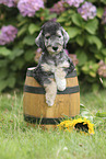 Bedlington Terrier Puppy