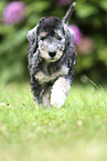 walking Bedlington Terrier Puppy