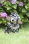 sitting Bedlington Terrier Puppy