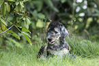 lying Bedlington Terrier Puppy