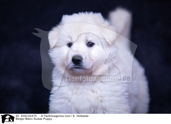 Weier Schweizer Schferhund Welpe / Berger Blanc Suisse Puppy / EHO-02475