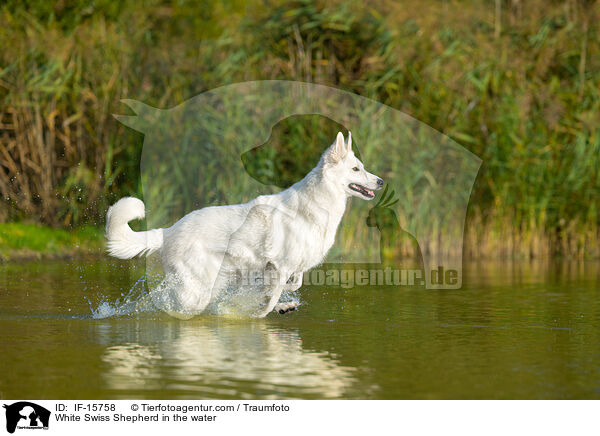 White Swiss Shepherd in the water / IF-15758