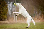 jumping White Swiss Shepherd Dog