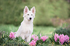 young Berger Blanc Suisse