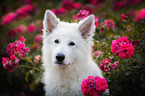 young Berger Blanc Suisse