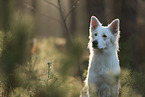 Berger Blanc Suisse in the forest
