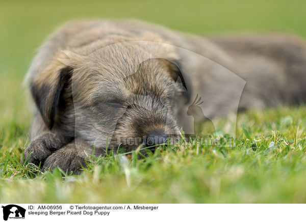 sleeping Berger Picard Dog Puppy / AM-06956