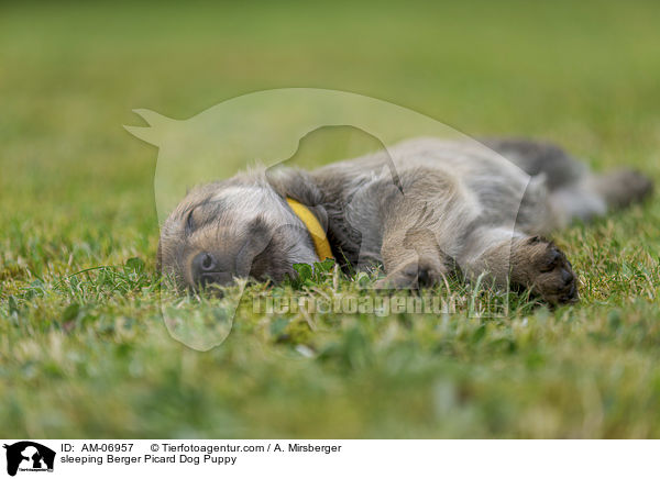 sleeping Berger Picard Dog Puppy / AM-06957
