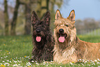 2 Berger Picard Dogs