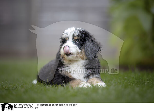 Bernedoodle Puppy / MAH-03037