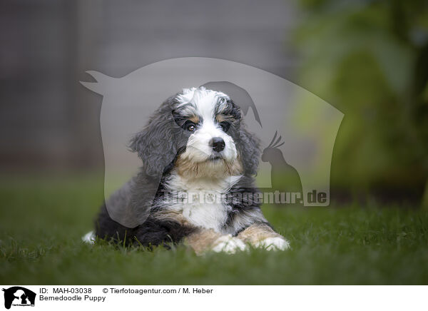 Bernedoodle Puppy / MAH-03038