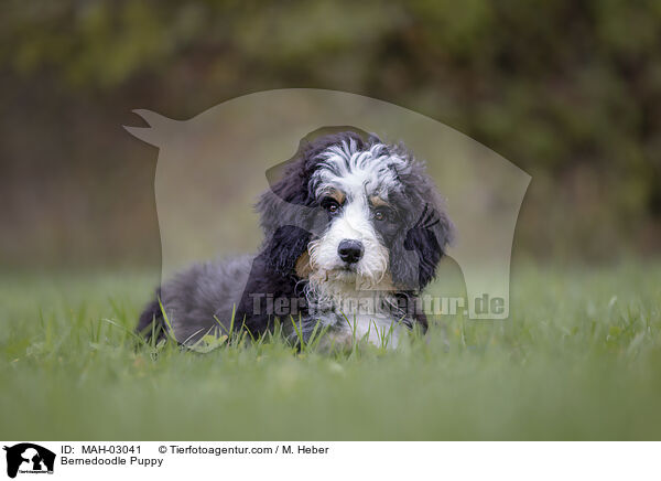 Bernedoodle Puppy / MAH-03041