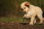 Bernedoodle puppy
