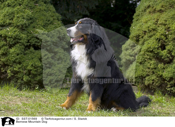 Bernese Mountain Dog / SST-01569