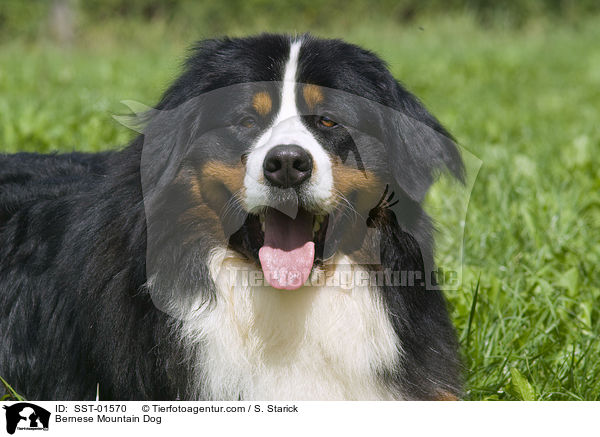 Bernese Mountain Dog / SST-01570